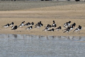 Eurasian Oystercatcher 高松干潟(四日市) Sun, 11/5/2023