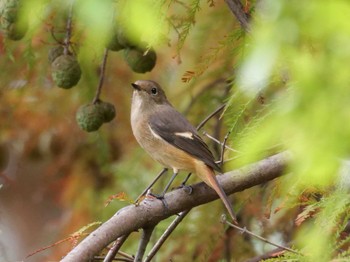 Daurian Redstart Mizumoto Park Sun, 11/5/2023