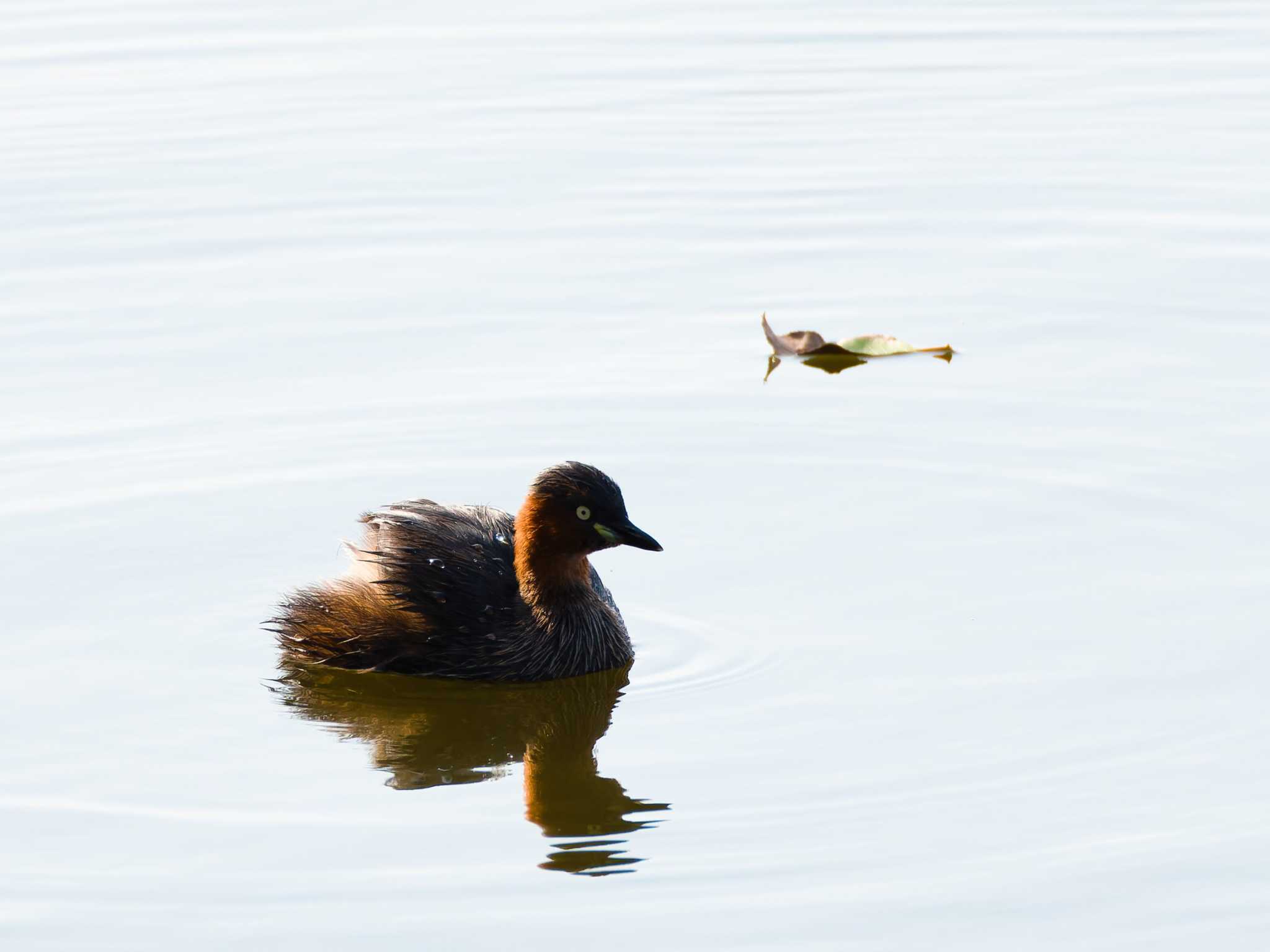 Little Grebe