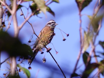 Meadow Bunting Kitamoto Nature Observation Park Sat, 11/4/2023