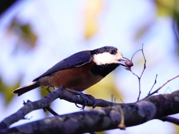 Varied Tit Kitamoto Nature Observation Park Sat, 11/4/2023