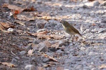 Red-flanked Bluetail Hakodateyama Sun, 11/5/2023