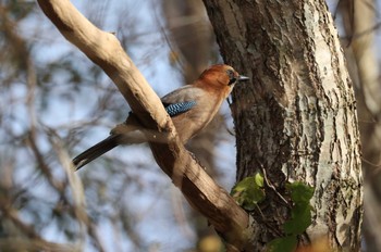 Eurasian Jay(brandtii) Hakodateyama Sun, 11/5/2023