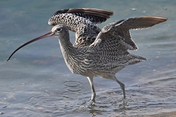 Far Eastern Curlew 一色海岸 Sun, 11/5/2023