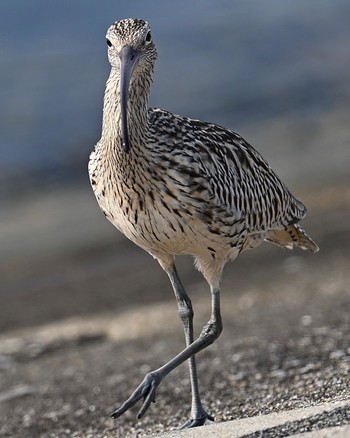 ホウロクシギ 一色海岸 2023年11月5日(日)