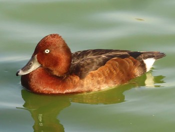 メジロガモ 弁天池公園(大阪府門真市) 2023年11月5日(日)