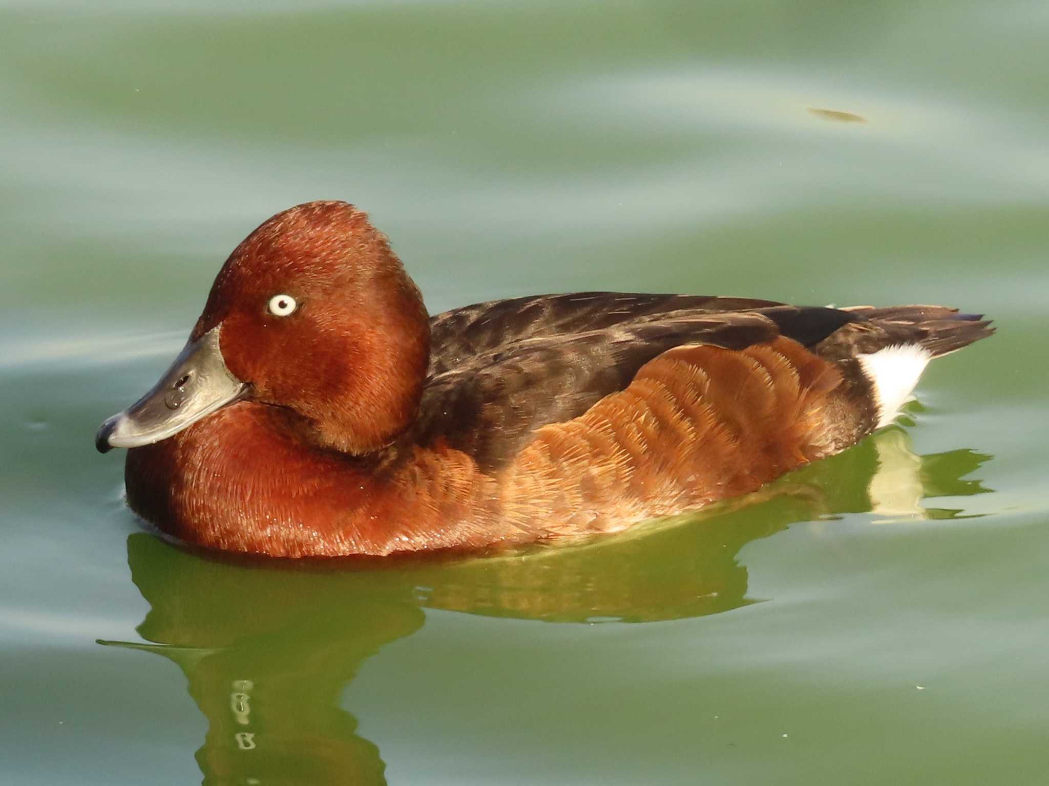 Ferruginous Duck