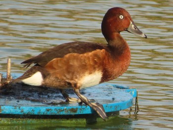 2023年11月5日(日) 弁天池公園(大阪府門真市)の野鳥観察記録