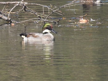 Falcated Duck 松阪ちとせの森 Sat, 11/4/2023