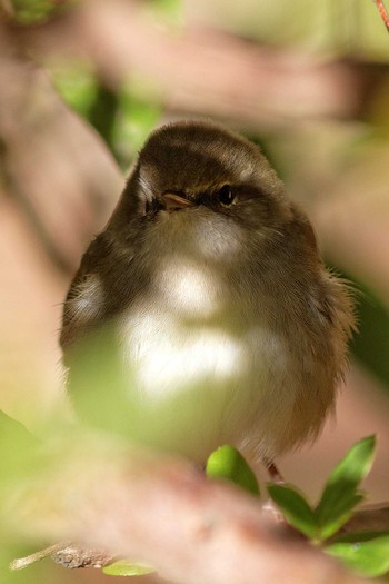 Japanese Bush Warbler 岐阜公園 Sun, 2/16/2014