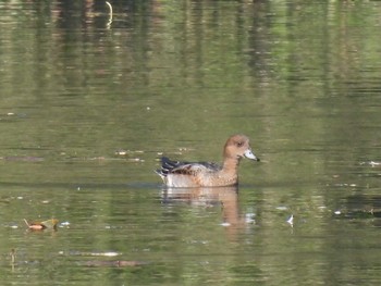 Eurasian Wigeon 松阪ちとせの森 Sat, 11/4/2023