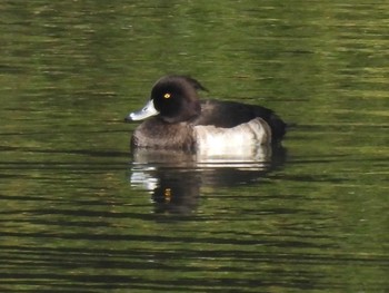 Tufted Duck 松阪ちとせの森 Sat, 11/4/2023