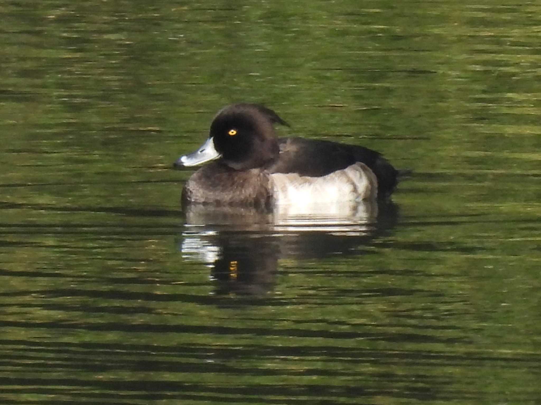 Photo of Tufted Duck at 松阪ちとせの森 by aquilla