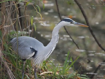 アオサギ 善福寺公園 2023年11月5日(日)