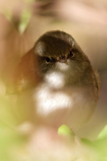 ウグイス 岐阜公園 2014年2月16日(日)