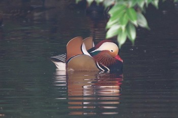 Sun, 11/5/2023 Birding report at Shinjuku Gyoen National Garden