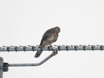 2023年11月2日(木) 愛知県豊田市の野鳥観察記録