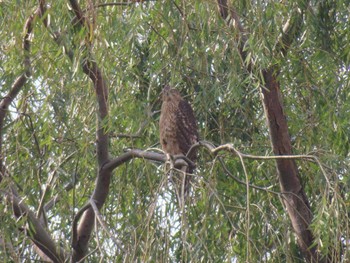 2023年11月5日(日) 多摩川の野鳥観察記録