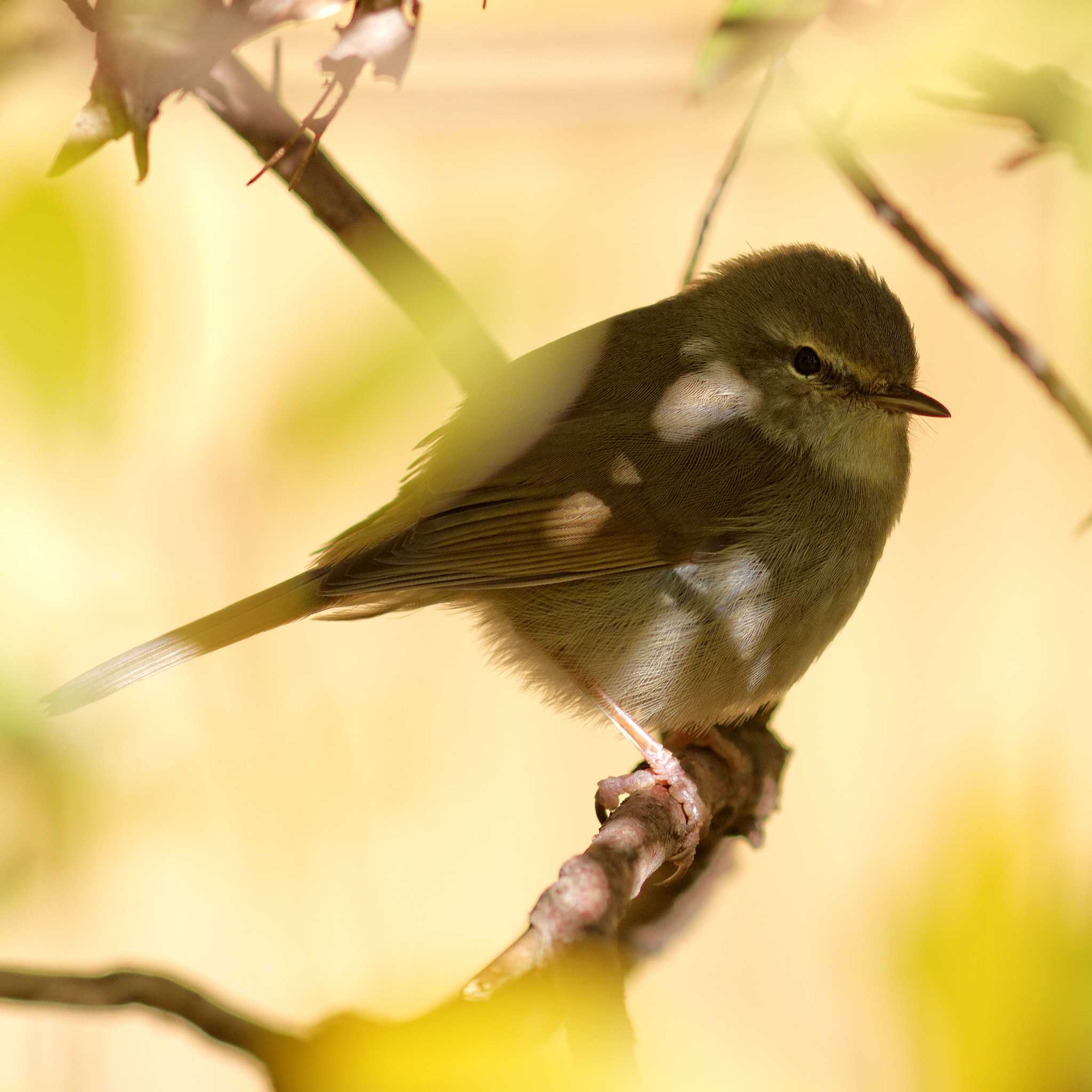 Photo of Japanese Bush Warbler at 岐阜公園 by herald