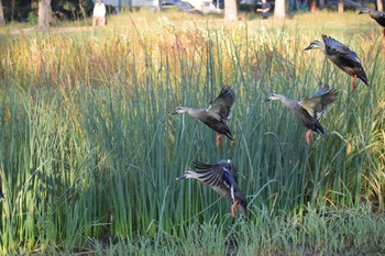 Eastern Spot-billed Duck 久宝寺緑地公園 Sat, 11/4/2023