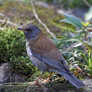 2014年3月15日(土) 岐阜公園の野鳥観察記録