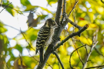 2023年11月3日(金) 浜離宮の野鳥観察記録