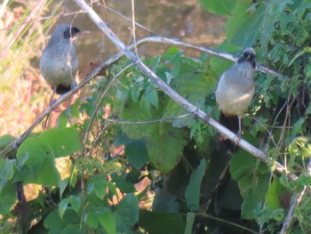 2023年11月4日(土) 多摩川の野鳥観察記録