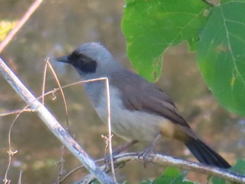 Masked Laughingthrush 多摩川 Sat, 11/4/2023