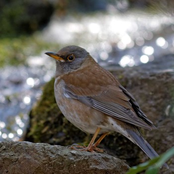 Pale Thrush 岐阜公園 Sat, 3/15/2014