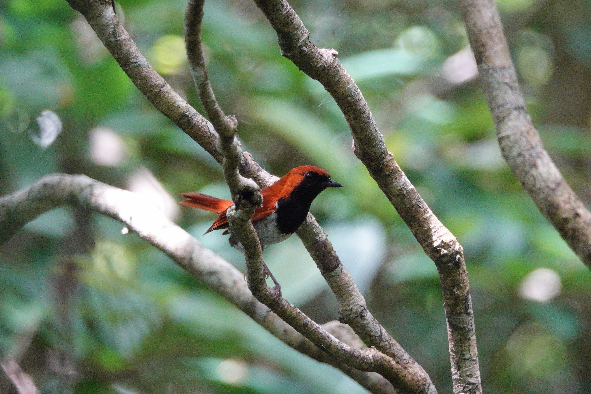 Okinawa Robin