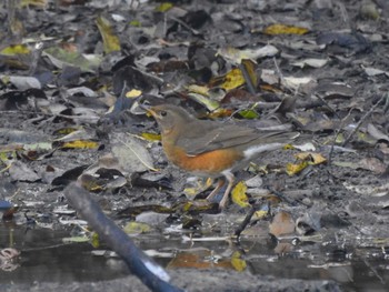 2023年11月5日(日) 祖父江ワイルドネイチャー緑地の野鳥観察記録