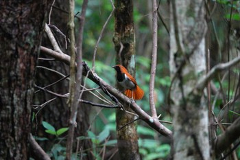 ホントウアカヒゲ 沖縄県 2023年5月11日(木)