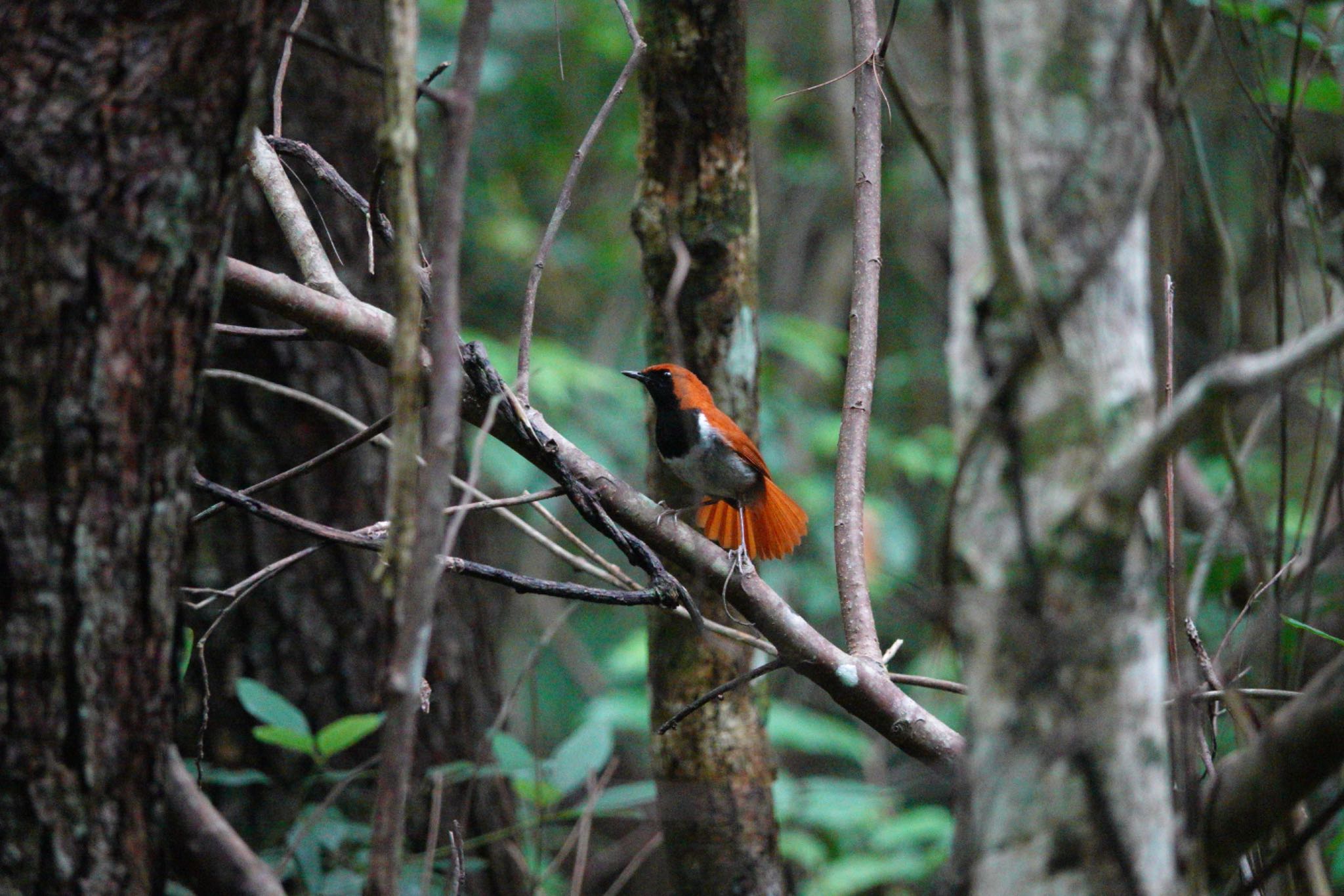 Okinawa Robin