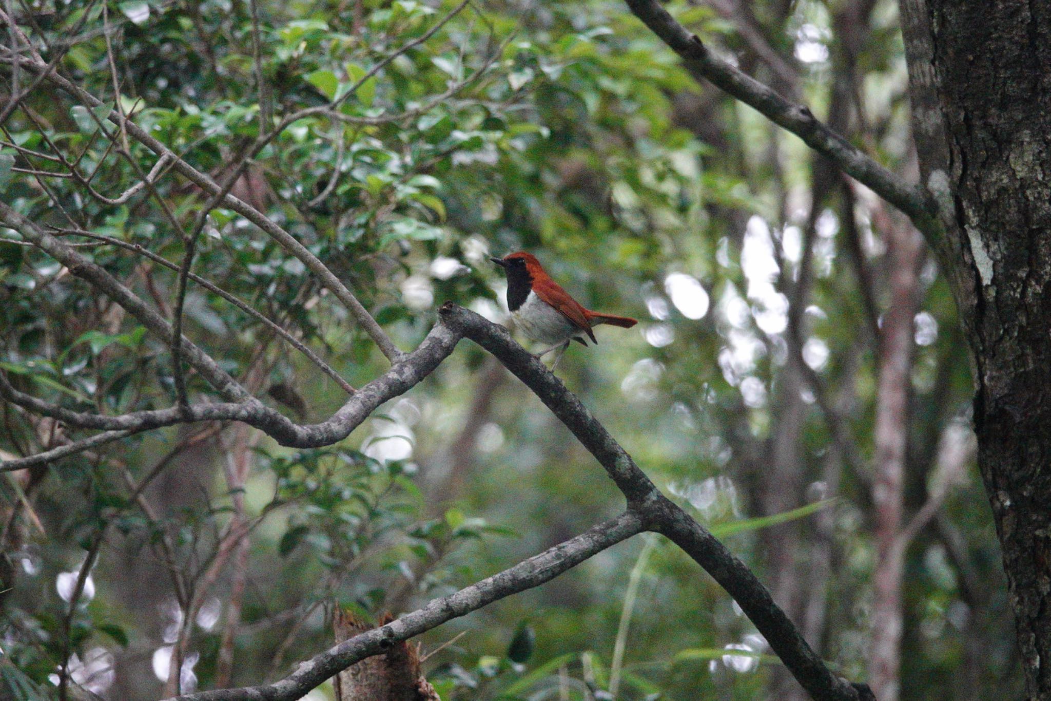 Okinawa Robin