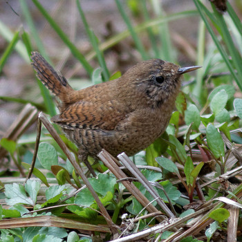 Eurasian Wren 各務野自然遺産の森 Sun, 3/16/2014