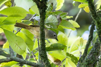 David's Fulvetta Tam Dao National Park 2023年5月5日(金)