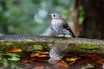 Grey-streaked Flycatcher 権現山(弘法山公園) Wed, 10/11/2023