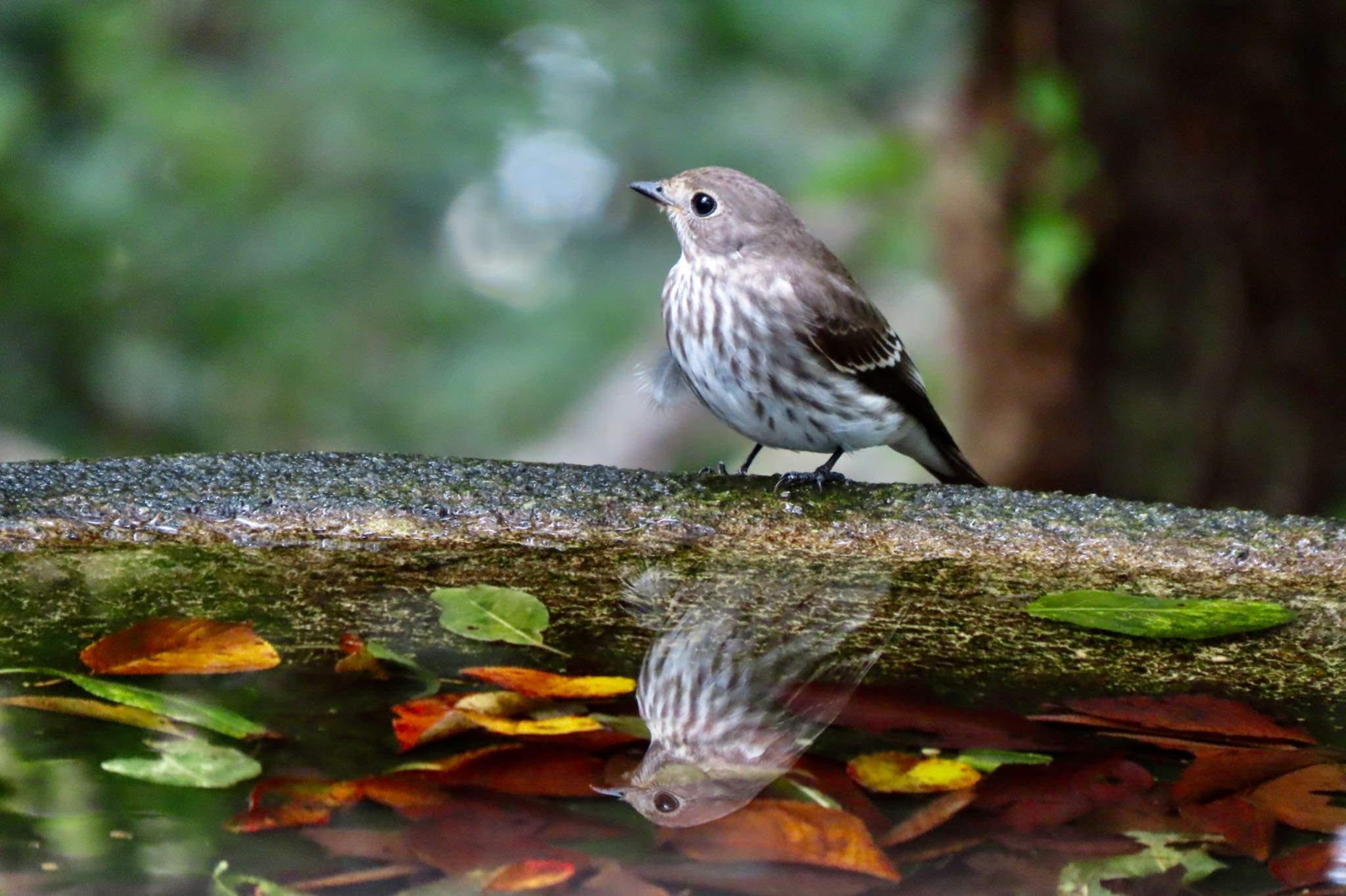 権現山(弘法山公園) エゾビタキの写真 by 中学生探鳥家