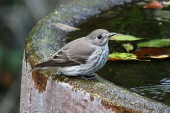 Grey-streaked Flycatcher 権現山(弘法山公園) Wed, 10/11/2023