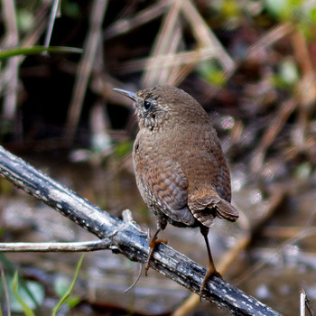 Eurasian Wren 各務野自然遺産の森 Sun, 3/16/2014