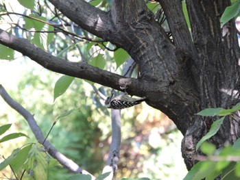 Japanese Pygmy Woodpecker Osaka Tsurumi Ryokuchi Sun, 11/5/2023