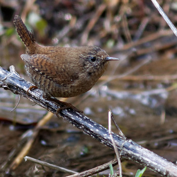 Eurasian Wren 各務野自然遺産の森 Sun, 3/16/2014