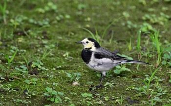 White Wagtail(leucopsis) 大阪 Sat, 10/28/2023