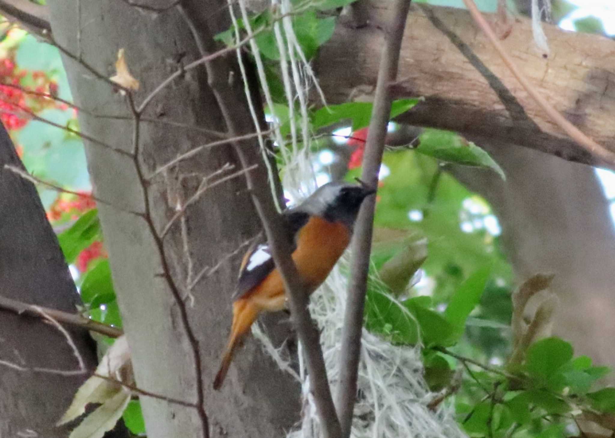 Photo of Daurian Redstart at 仙川平和公園(三鷹市) by ashi