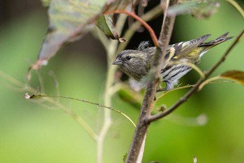 Eurasian Siskin Unknown Spots Sat, 11/4/2023