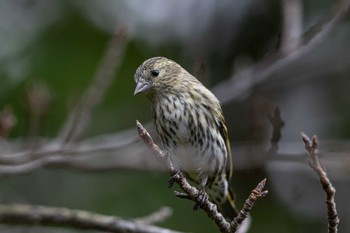 Eurasian Siskin Unknown Spots Sat, 11/4/2023