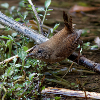 Eurasian Wren 各務野自然遺産の森 Sun, 3/16/2014