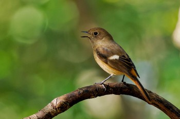 2023年11月3日(金) 権現山(弘法山公園)の野鳥観察記録