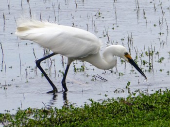 Little Egret Herdsman Lake Sun, 10/8/2023