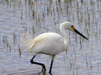 Little Egret Herdsman Lake Sun, 10/8/2023